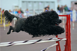 800px-portuguese_water_dog_agility