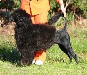 Pedro as a Junior winning Best Junior in Show