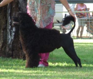 Pedro wins Best Puppy in Group