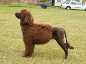 Roque at 5 months upon receiving his 2nd Baby Puppy in Show